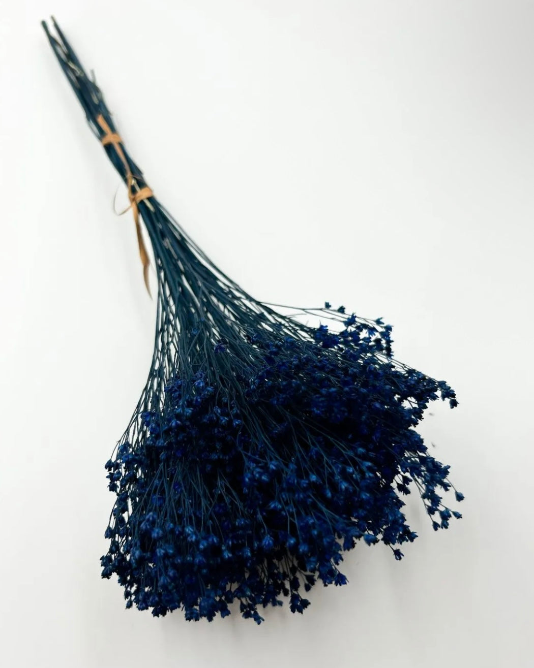 Broom bloom
