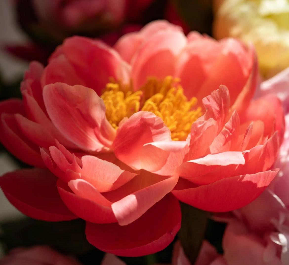 Fragranza Peonia