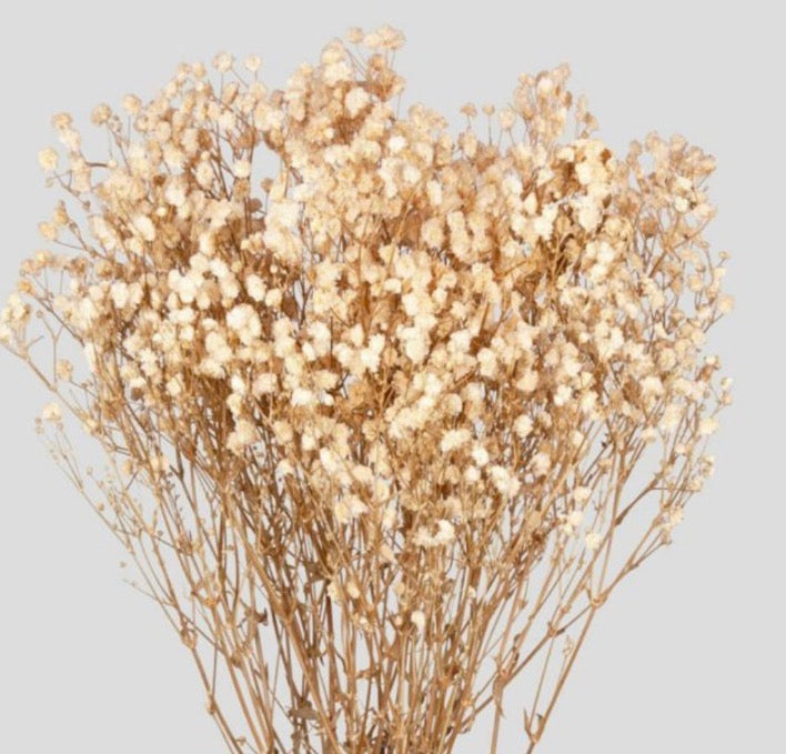 Gypsophila