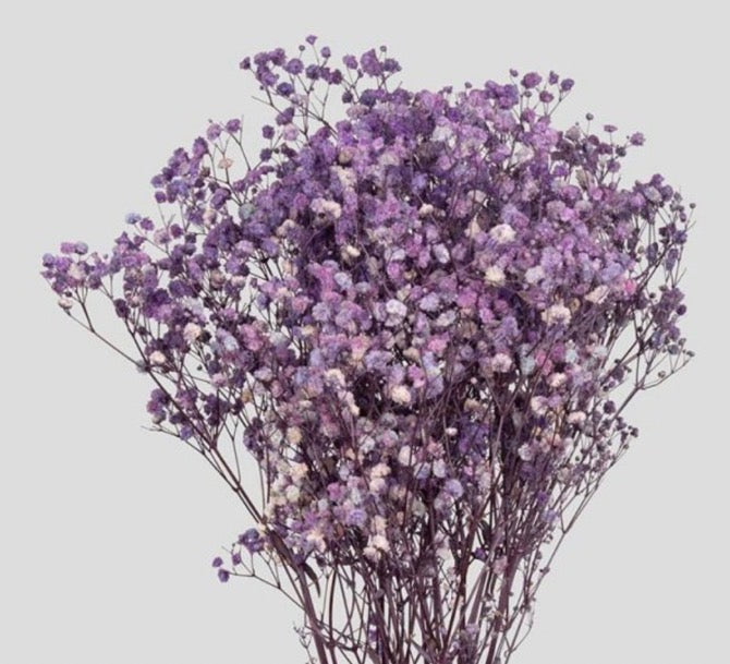 Gypsophila