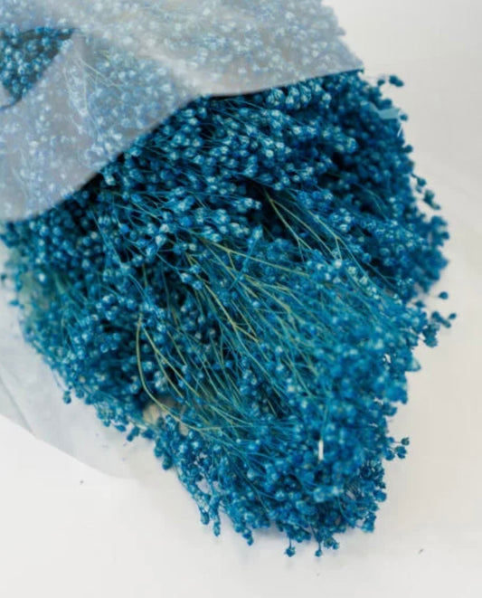 Broom bloom