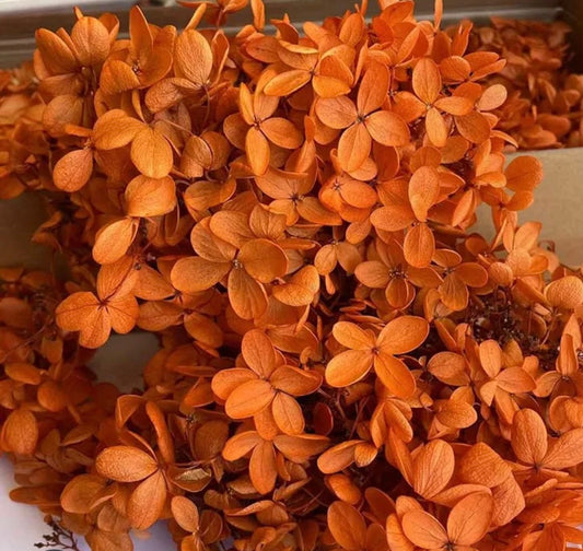 Ortensia stabilizzata terracotta