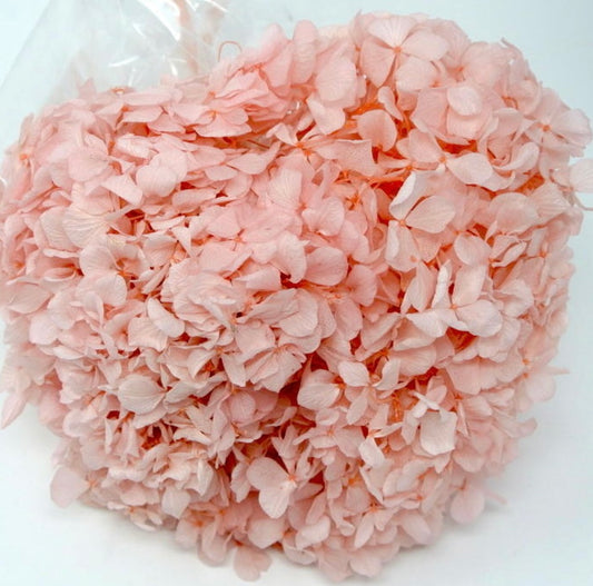 Ortensia stabilizzata rosa