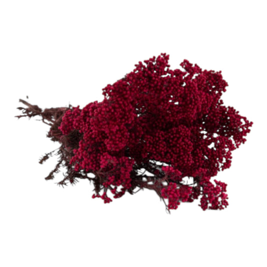 Achillea selvatica fucsia