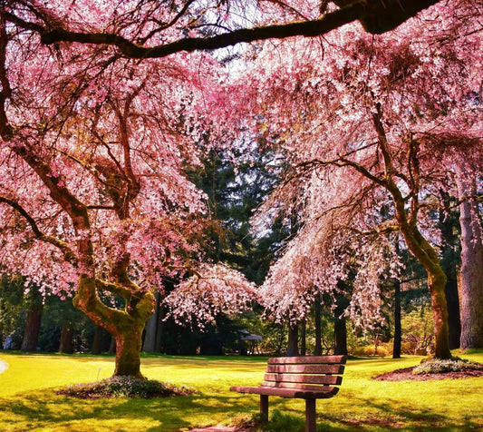 Sakura blossom