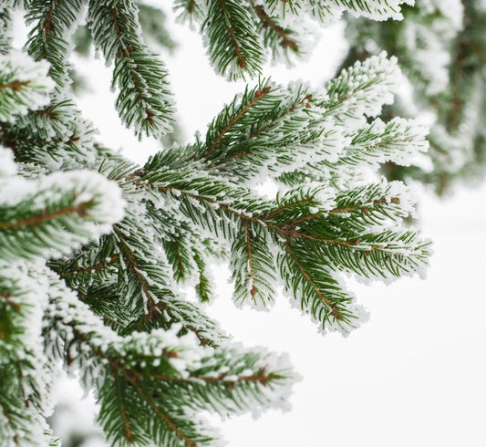 Albero di natale